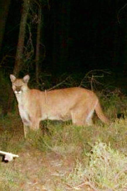 mountain lion in Genesee County 